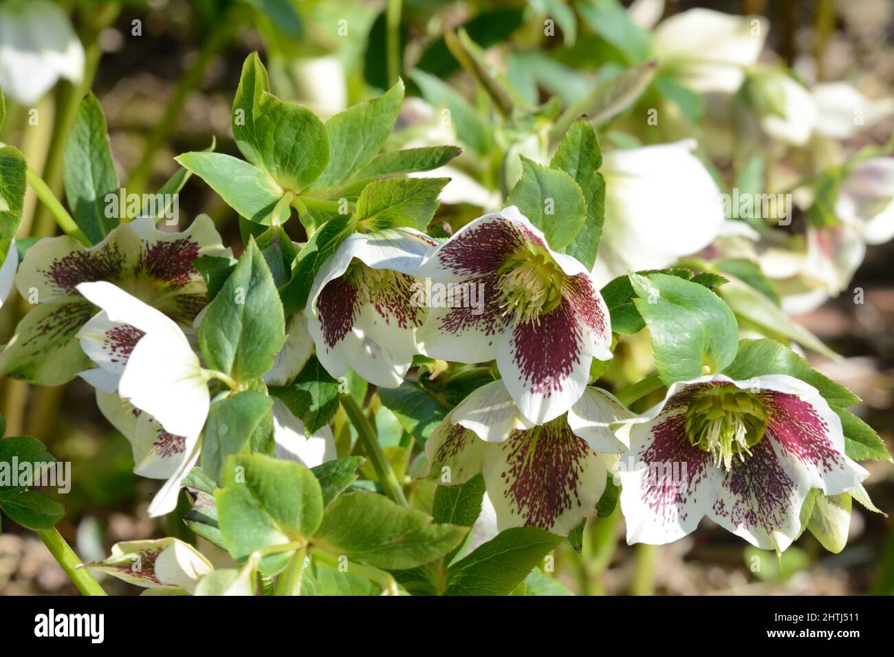 Helleborus x hybridus White Lady Spotted Christmas Rose Flowers tassenförmige weiße Blüten mit roten Flecken und gelben Staubgefäßen Stockfoto