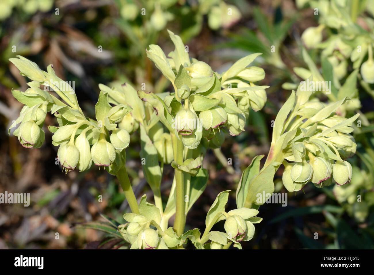 Helleborus foetidus stinkende Hellebore blühende Pflanze in der Familie der Butterblume bestäubende Pflanze Stockfoto