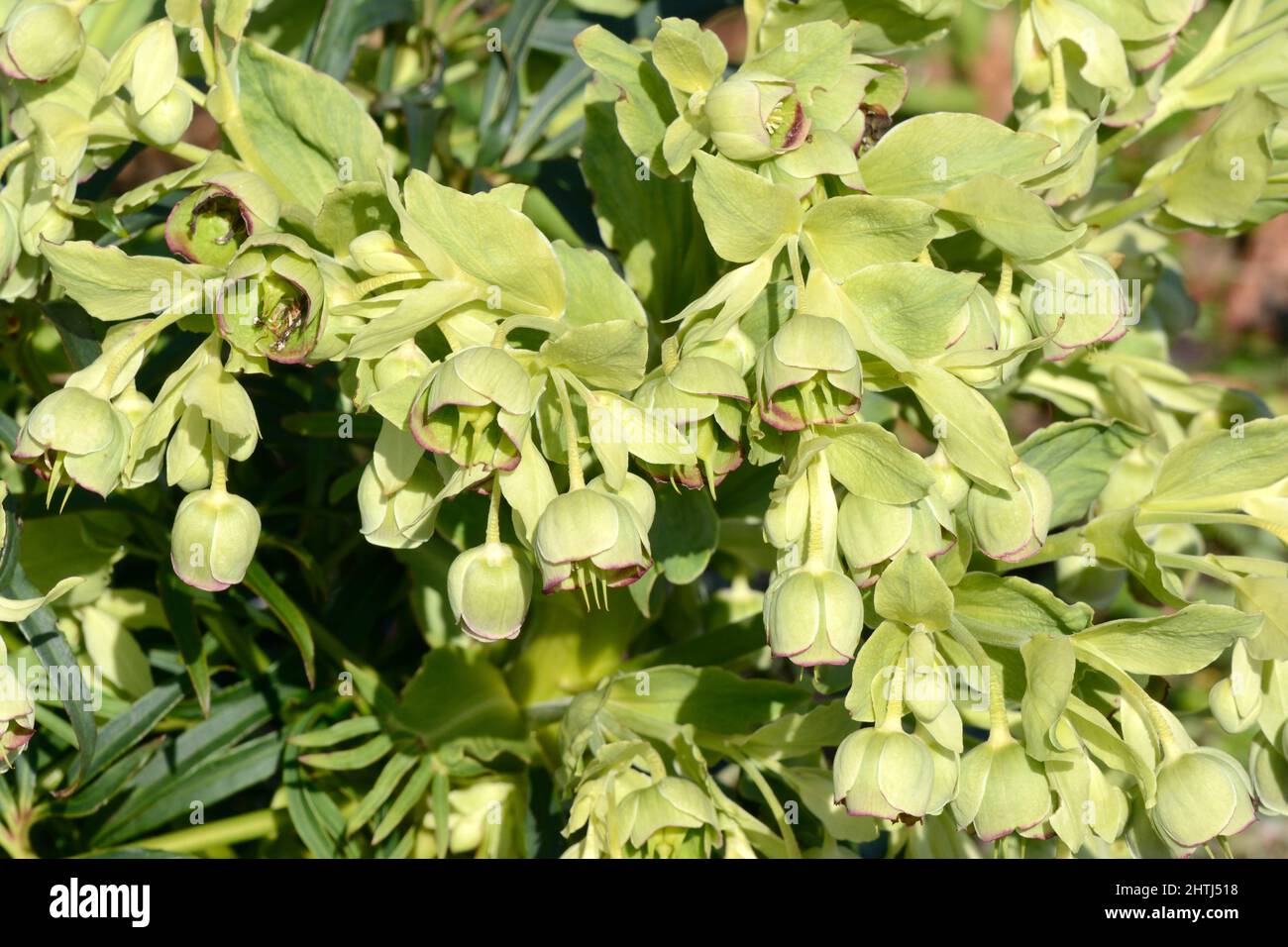 Helleborus foetidus stinkende Hellebore blühende Pflanze in der Familie der Butterblume bestäubende Pflanze Stockfoto