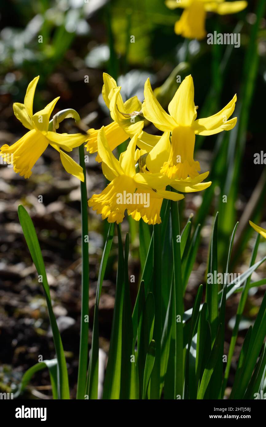 Narcissus Februar Gold früh blühende Narzissenblüten klassische Zwergdaffodilblüte Stockfoto