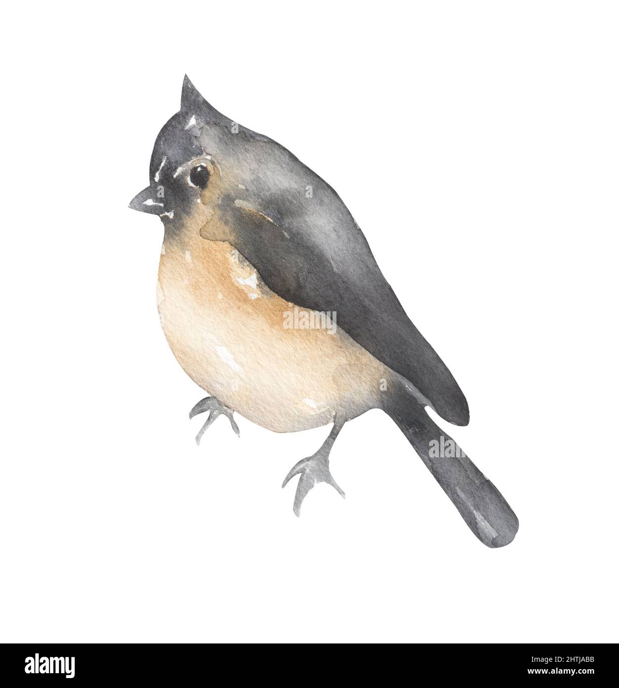 Winter Bird Clipart, Aquarell Titmaus Vogel Illustration, Tiere, Karte Vorlage Stockfoto