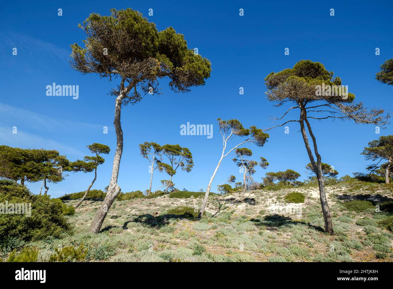 Pinien, die den Sand sedimentieren, Es Carbo Strand, Ses Salines, Mallorca, Balearen, Spanien Stockfoto