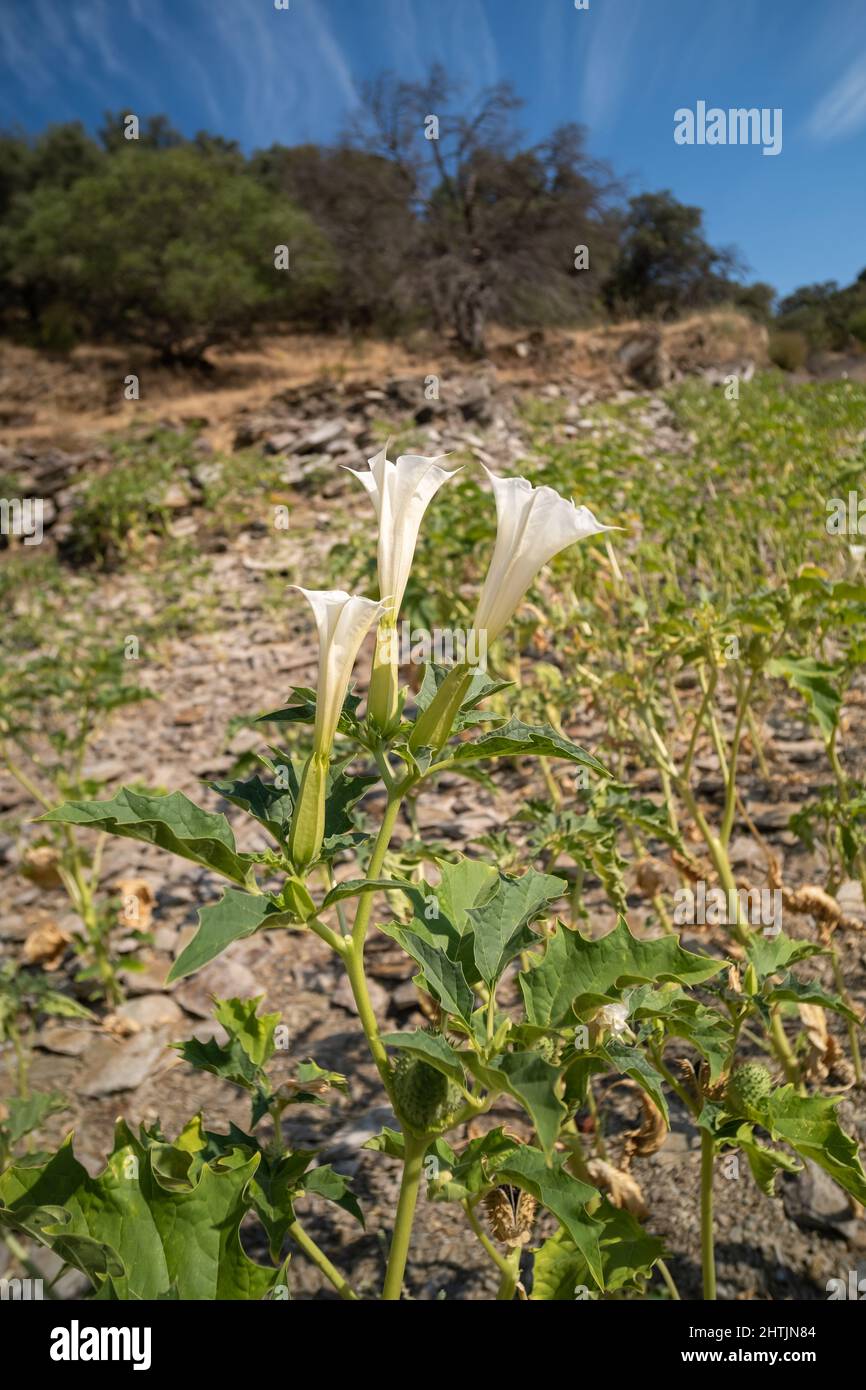 Drei weiße trompetenförmige Blüten der Halluzinogen-Pflanze Devil's Trumpet oder Jimsonweed Stockfoto