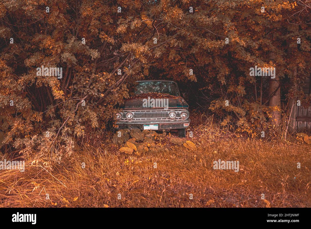 Vergessenes, rostiges Auto versteckt unter Bäumen Stockfoto