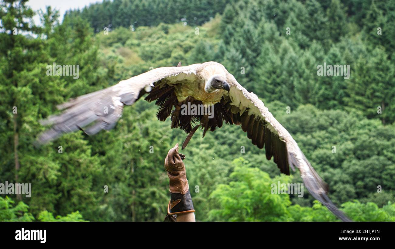 Greifgeier auf Falknerhandschuh bereit, in der Nähe zu fliegen. Kolossaler großer Vogel. Der ace Feeder ist sehr beeindruckend Stockfoto