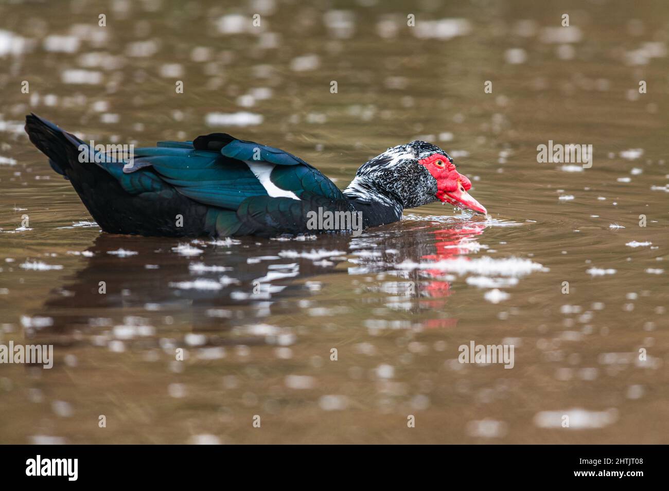 Moskauer Ente, schwere Ente, Cairina moschata Männchen auf dem Wasser Stockfoto