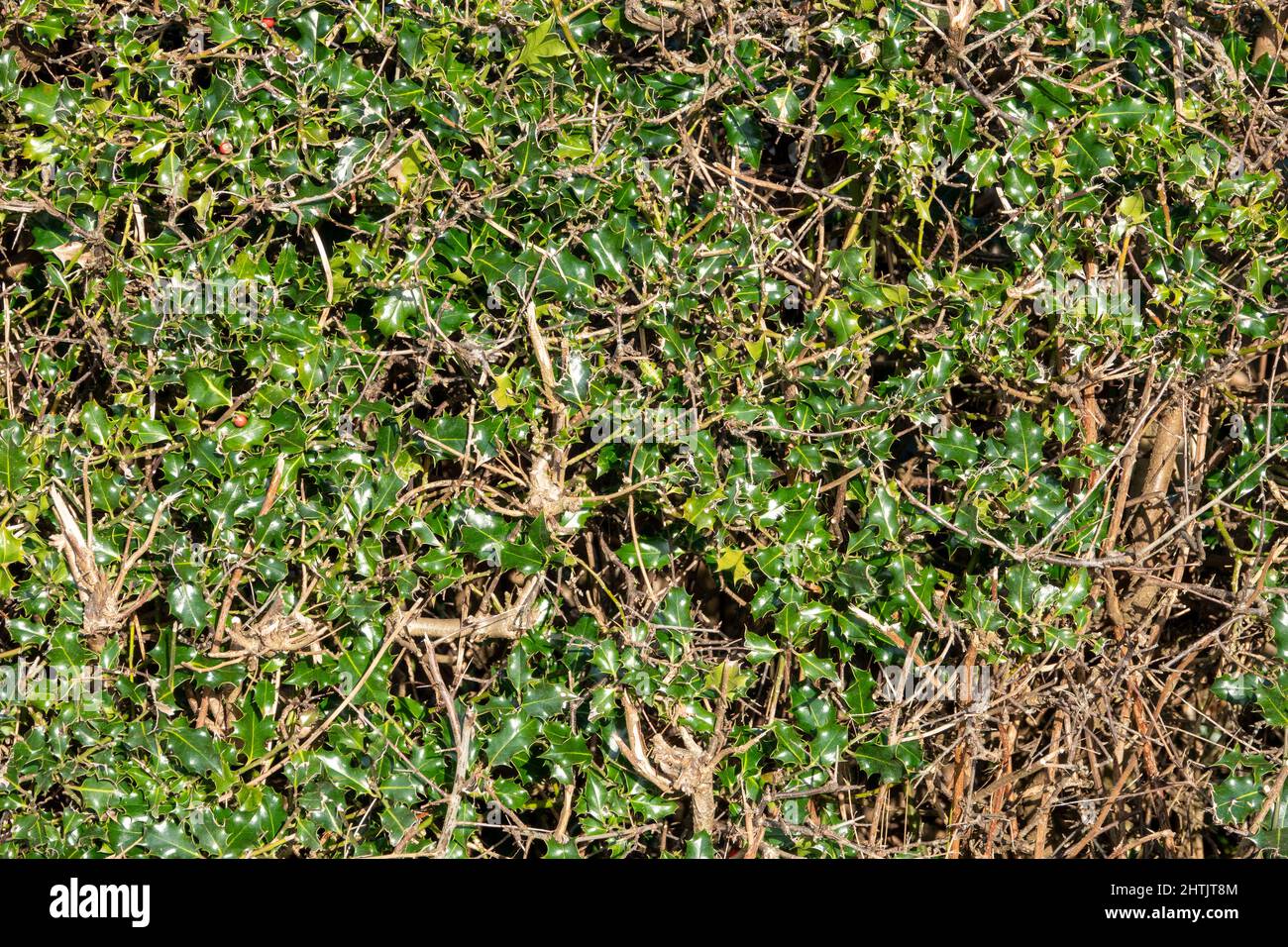 Ein Abschnitt einer stechigen Hecke am Straßenrand mit glänzenden Blättern Stockfoto