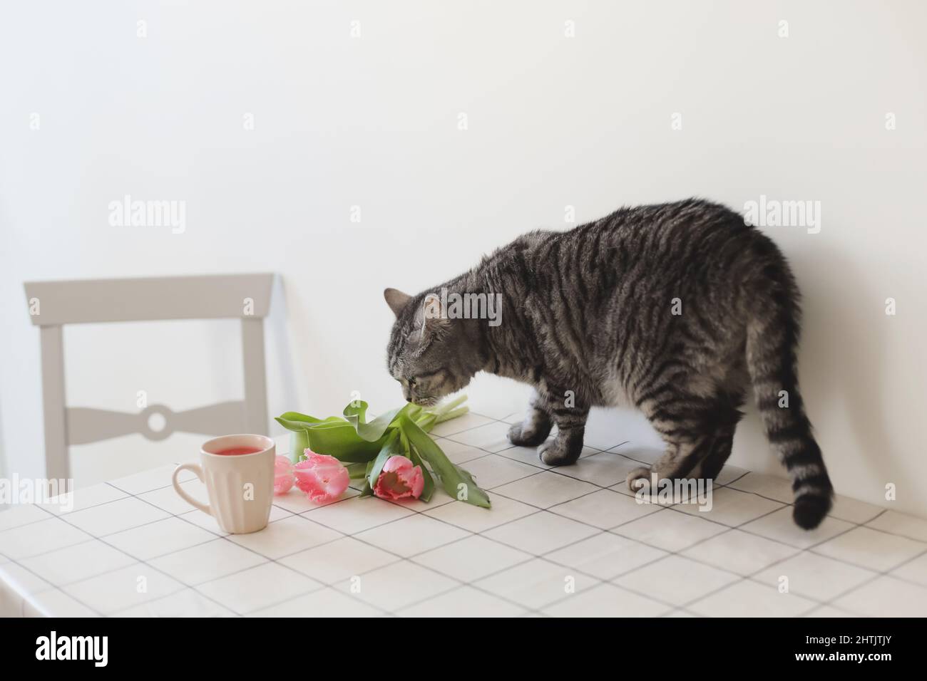 Lustige graue Katze riechenden Bouquet von rosa Tulpen auf dem Tisch in einem gemütlichen Raum. Stockfoto