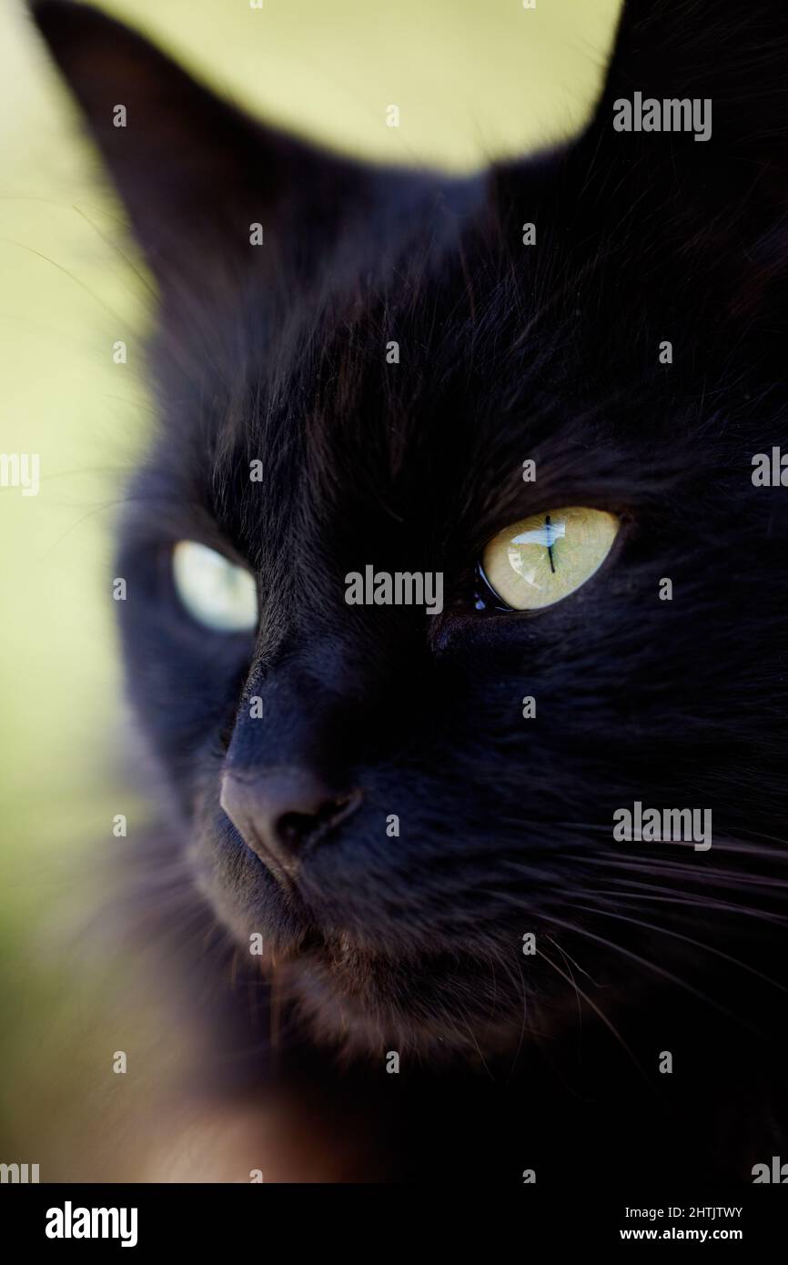 Purrfect. Beschnittene Ansicht einer schwarzen Katze, die wegschaut. Stockfoto