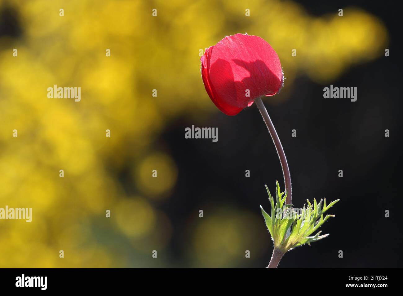 Eine Anemonblume (Anemoncoronaria) im Frühling Stockfoto