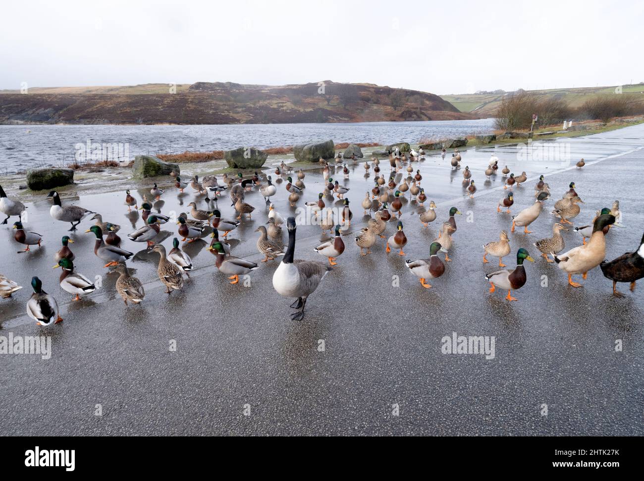 Enten und Gänse, die sich an einem nassen, stürmischen Wintertag in Yorkshire neben einem See versammeln, Stockfoto
