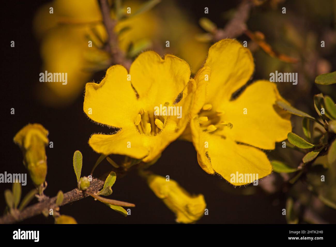 Blüten des Karoo Gold Rhigozum obovatum Burch 14653 Stockfoto