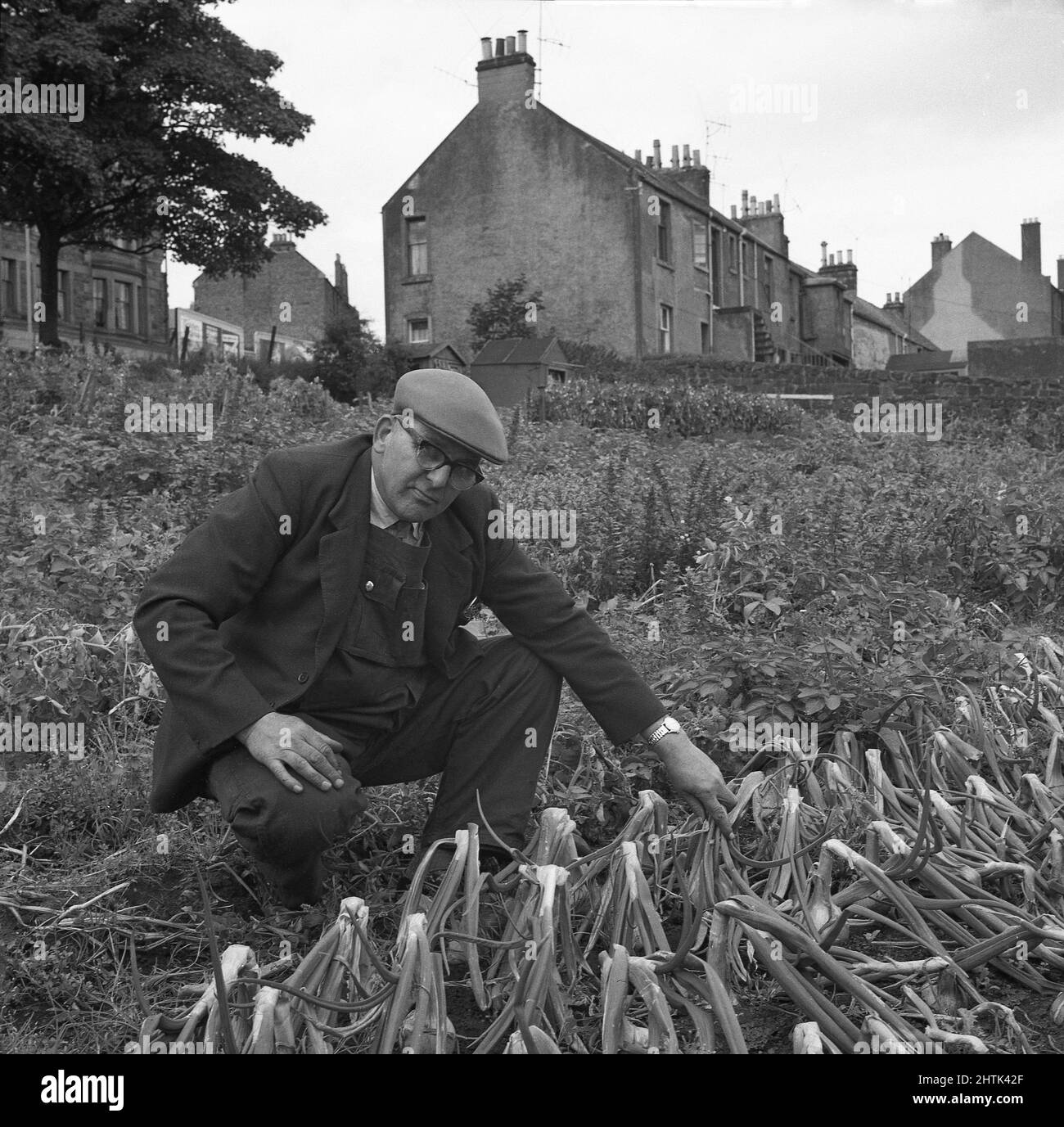 1960s, historisch, ein älterer Mann, der eine Jacke über Latzhose und eine flache Kappe trägt, kniete draußen auf einem öffentlichen Land nieder, von dem einige als Zuteilung verwendet werden, wo er Zwiebeln anbau, Schottland, Großbritannien. Als eifriger gärtner überprüft er sie, denn wenn die Spitzen der Zwiebeln natürlich zu falten beginnen, zeigt das, dass die Pflanzen reif sind und die Zwiebeln bereit zur Ernte sind. Stockfoto