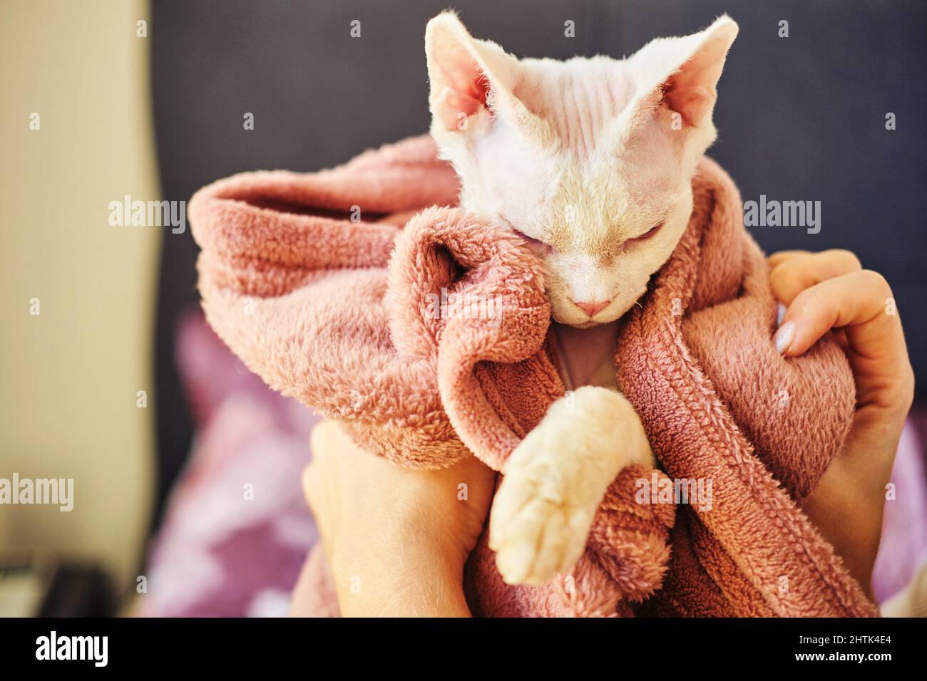 Sphynx Devon Rex aus der Nähe. Porträt eines Haustiers. Stockfoto