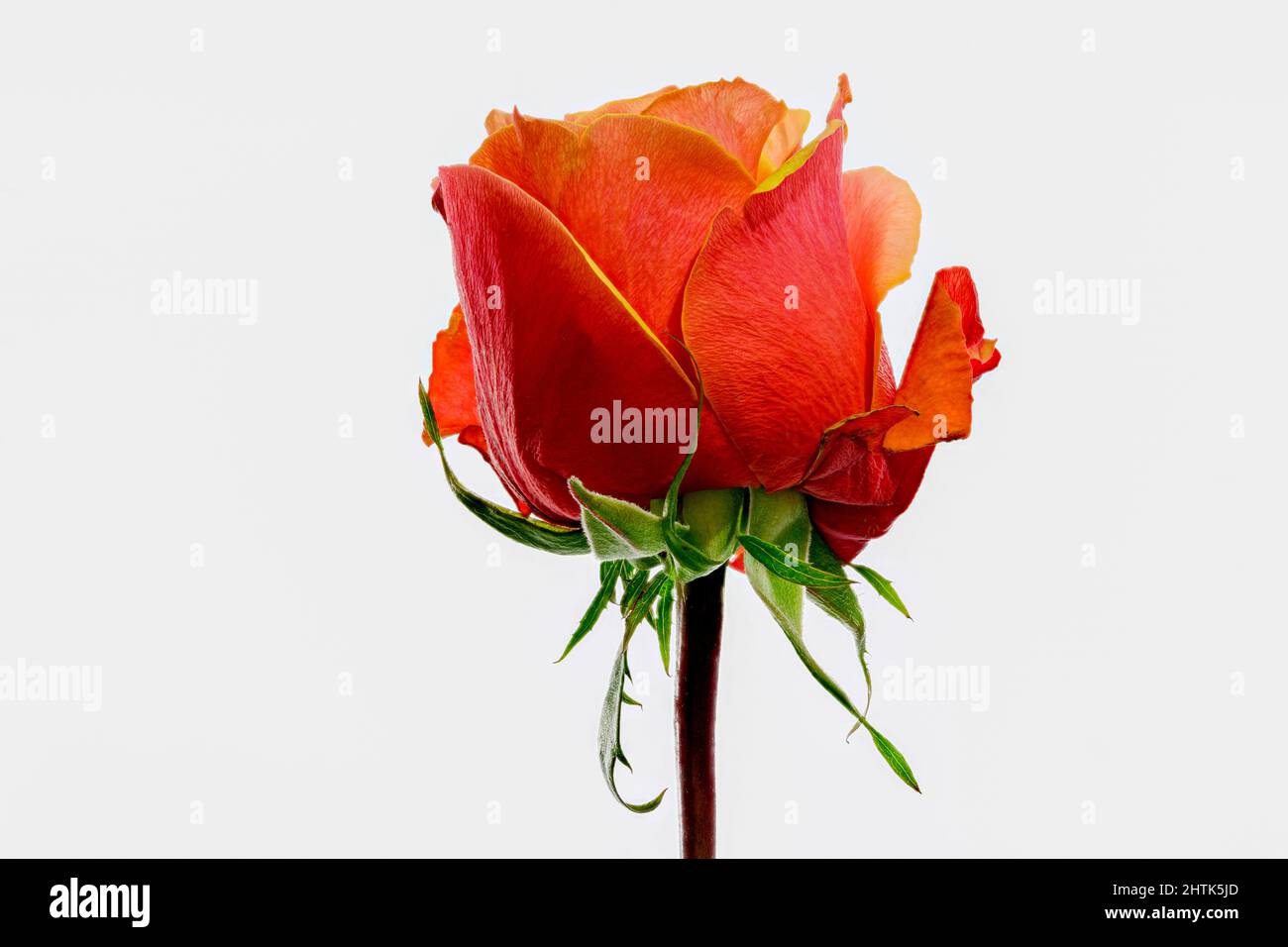 Wunderschöne orange-rote Rosenblüte, die gerade in Blüte platzt Stockfoto