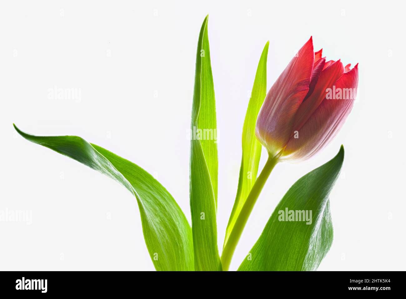 Das wunderschöne, elegante Red Tulip fotografierte einen schlichten weißen Hintergrund Stockfoto