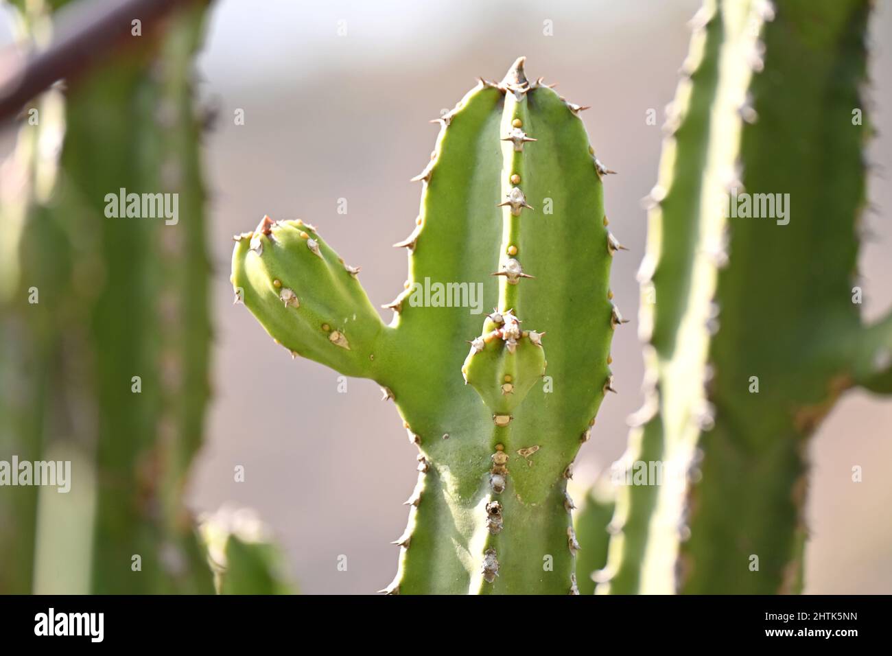 Nahaufnahme der grünen reifen Kaktuspflanze im Wald über unscharf braunem Hintergrund. Stockfoto