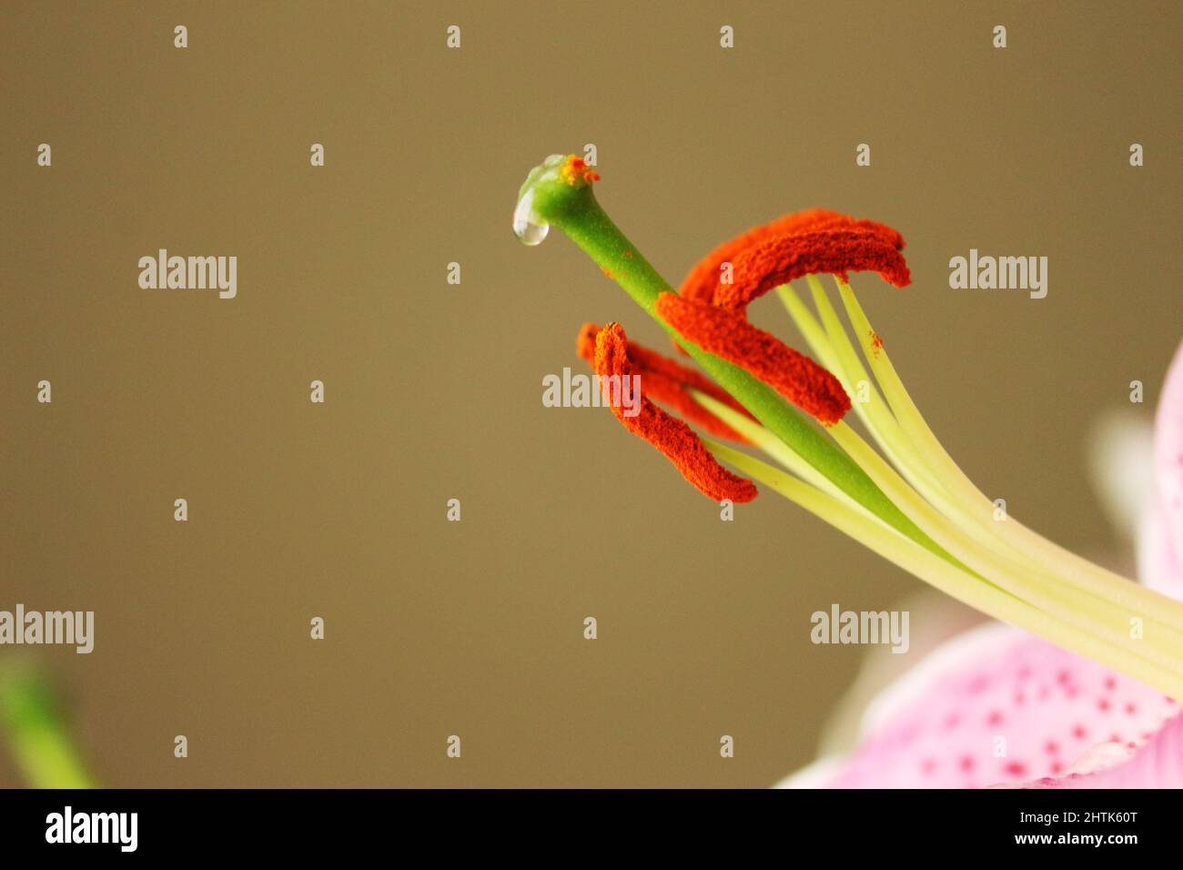 Super Nahaufnahme der Organe Fortpflanzungsorgane einer Lilie, die, weil sie sowohl männliche als auch weibliche Organe hat, von Botanikern als perfekte Blume angesehen wird Stockfoto