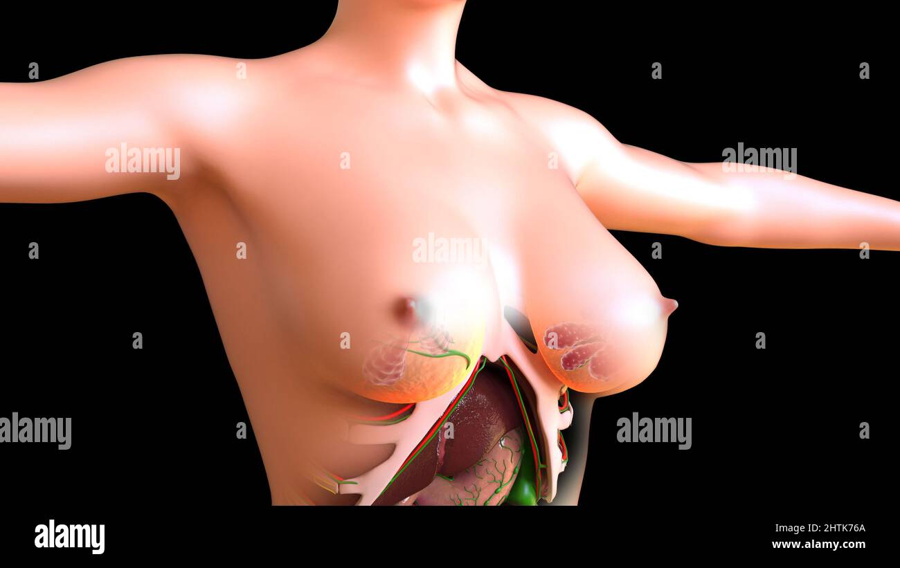 Weibliche Lymphknoten und Brustdrüsen Anatomie für medizinisches Konzept 3D Illustration Stockfoto