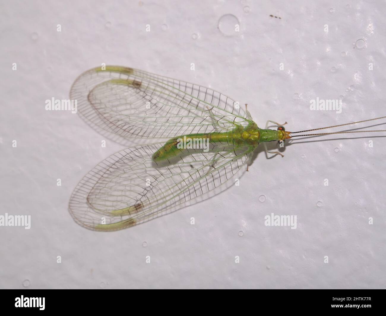 Nahaufnahme einer grünen Schnauzerei (Familie Chrysopidae) aus dem Dschungel von Belize, Mittelamerika, isoliert auf einem natürlichen weißen Hintergrund Stockfoto