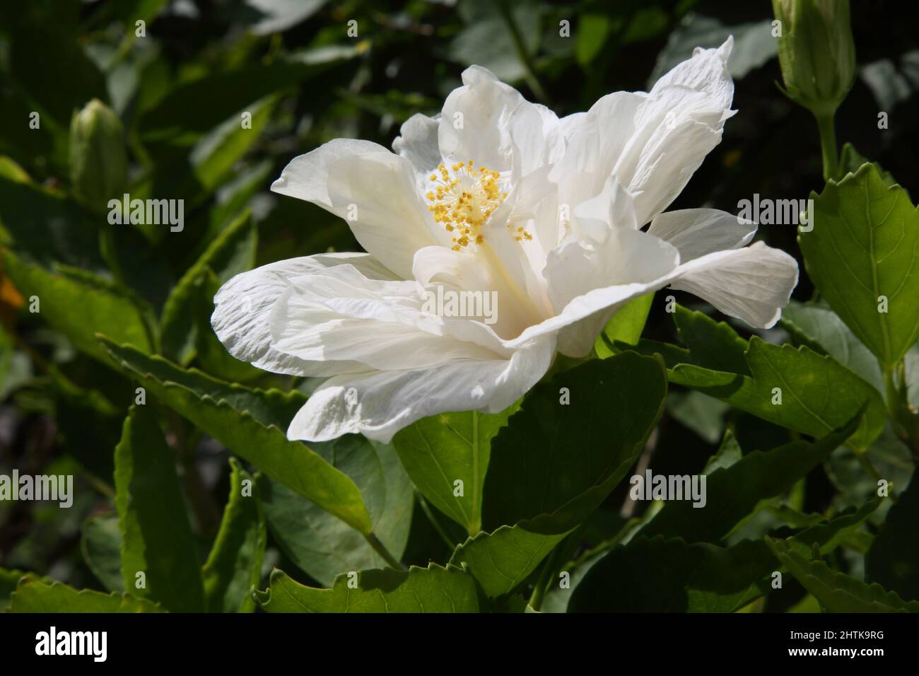Grand Anse Beach Grenada Mount Cinnamon Hotel Gardens Nahaufnahme der weißen Hibiskusblüte Stockfoto