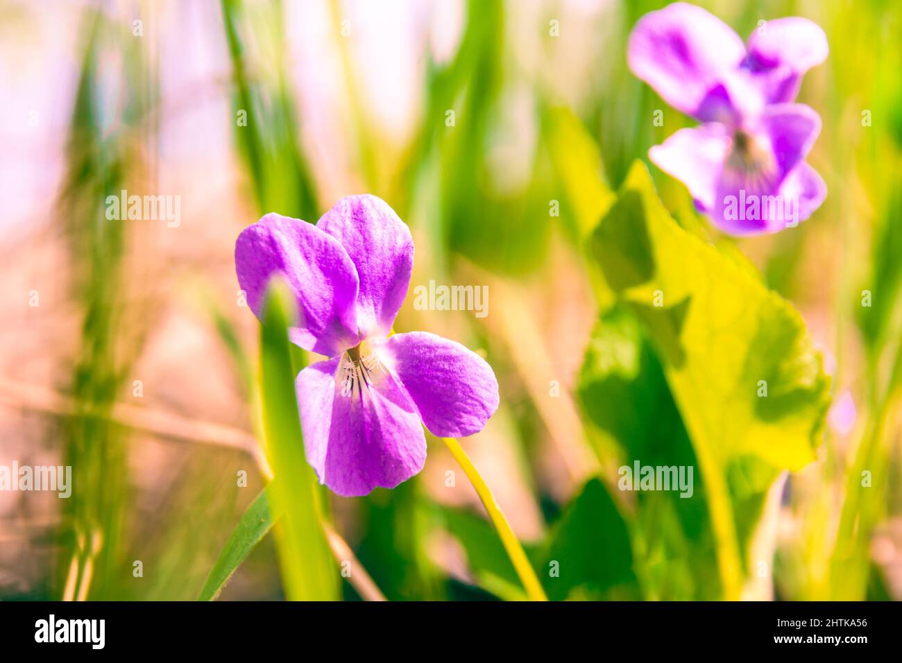 n die Waldlichtung, das Violett blühte, erwärmt von der hellen und warmen Frühlingssonne. Frühlingsblumen in den warmen Strahlen der Sonne, selektiver Fokus Stockfoto