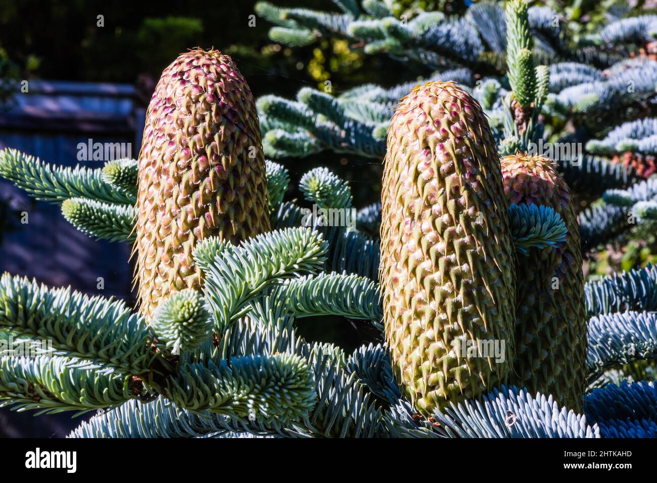 Ein Abies Procera Glauca strahlt in der späten Abendsonne. Stockfoto