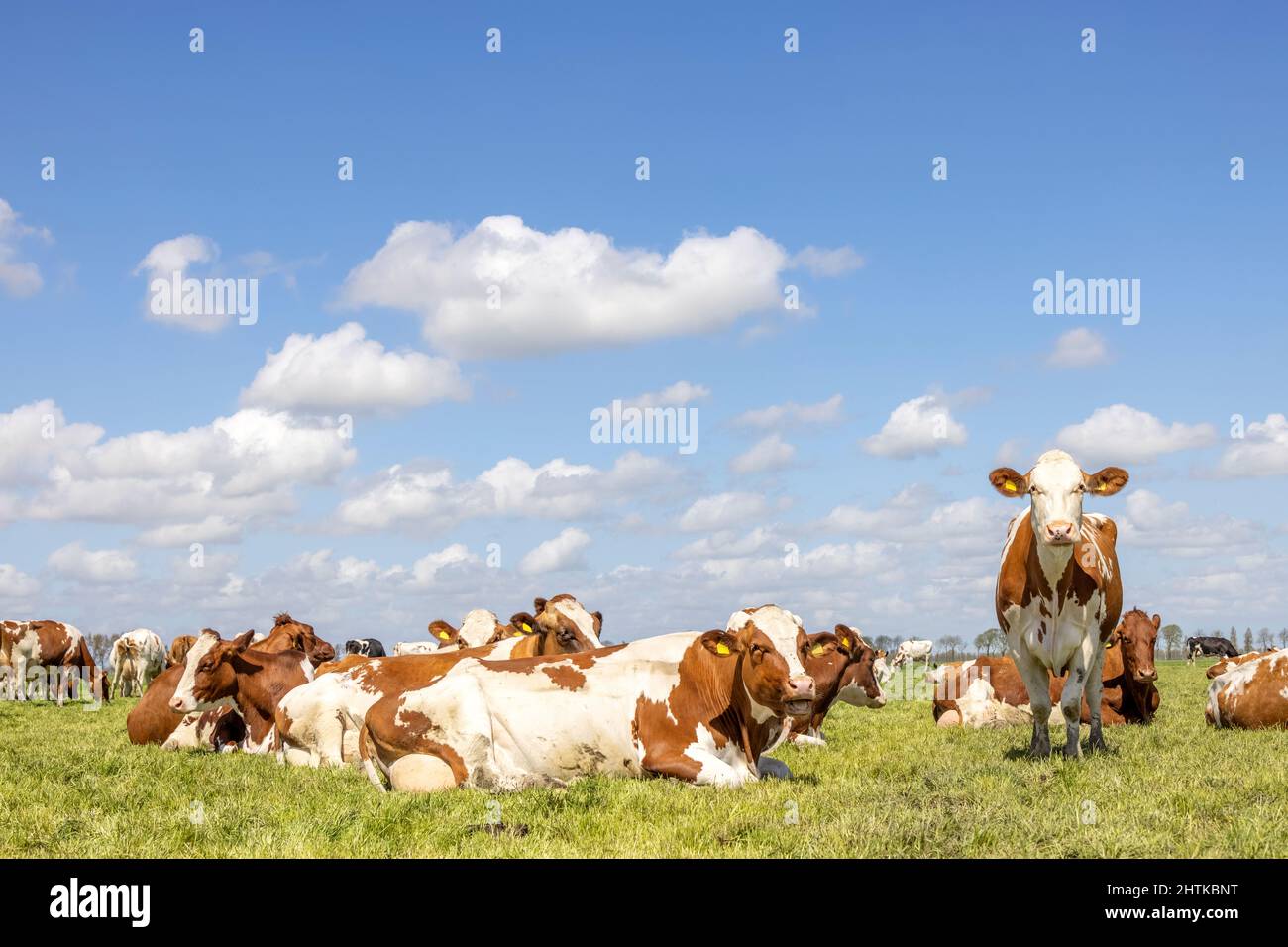 Gruppenkühe, die im hohen Gras einer grünen Wiese liegen und stehen, eine Kuh maverick, die Herde Seite an Seite gemütlich zusammen unter einem blau bewölkten Himmel Stockfoto