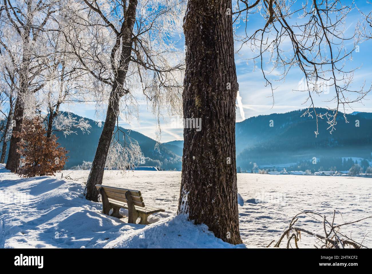 Schneebedeckte Bäume in einer verschneiten Landschaft an einem sonnigen Wintermorgen Stockfoto