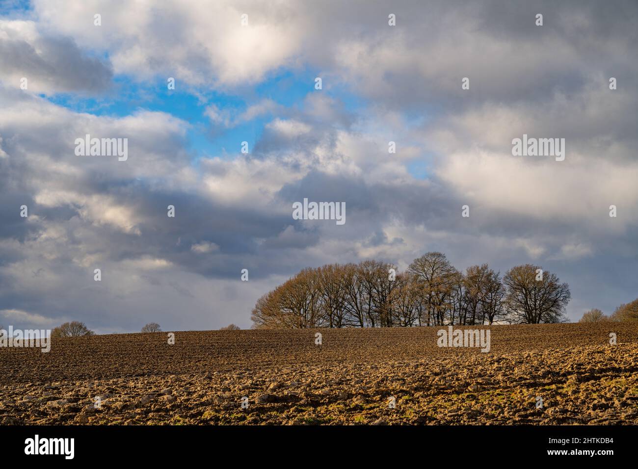 Winterbaum im Feld zwischen Margaretting und Writle Essex Stockfoto