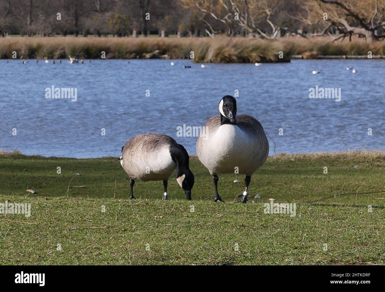 Die Landschaft des Bushy Parks ist ein Flickenteppich englischer Geschichte, die sich über ein Jahrtausend erstreckt: Sie können die Überreste mittelalterlicher Landwirtschaftssysteme, das Erbe eines Tudor-Wildparks, Wassergärten aus dem 17.. Jahrhundert und dekorative Elemente sehen, die den Höhepunkt des neoklassizistischen Geschmacks darstellen, sowie Spuren von Militärlagern, die in den Weltkriegen eine bemerkenswerte Rolle spielten. Stockfoto