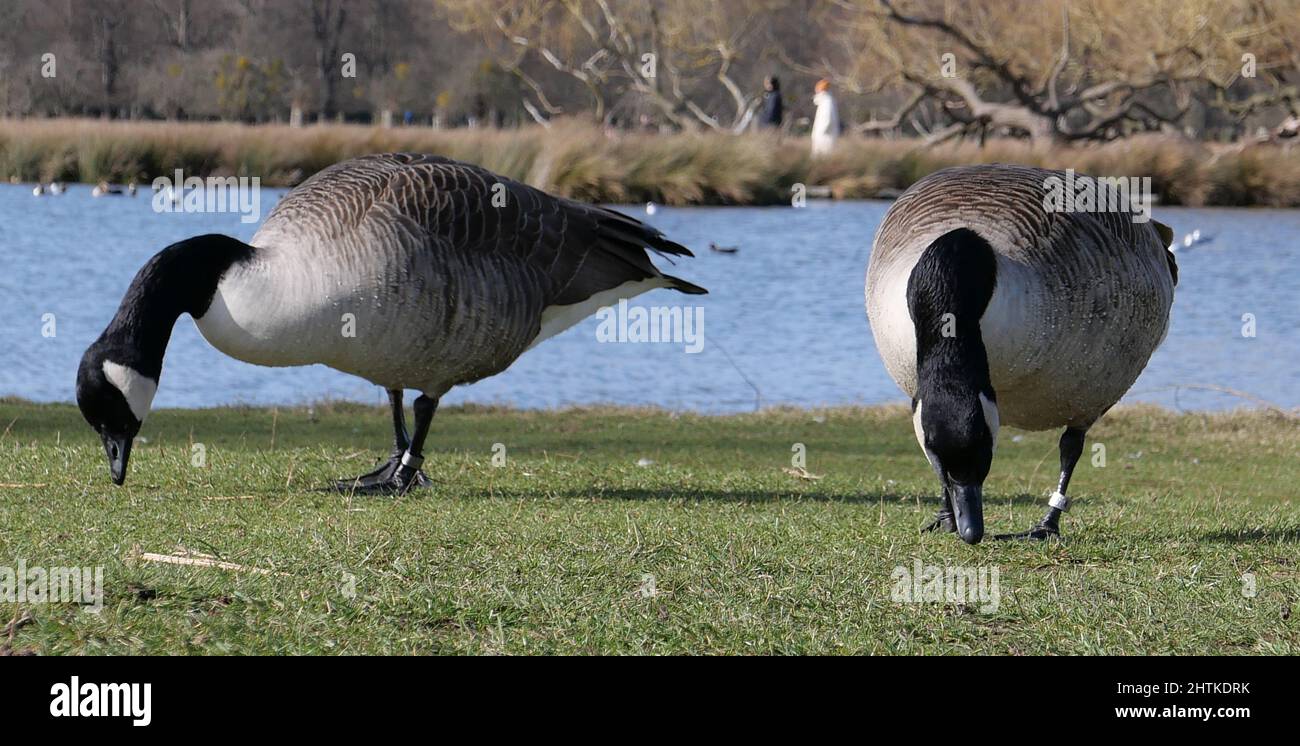 Die Landschaft des Bushy Parks ist ein Flickenteppich englischer Geschichte, die sich über ein Jahrtausend erstreckt: Sie können die Überreste mittelalterlicher Landwirtschaftssysteme, das Erbe eines Tudor-Wildparks, Wassergärten aus dem 17.. Jahrhundert und dekorative Elemente sehen, die den Höhepunkt des neoklassizistischen Geschmacks darstellen, sowie Spuren von Militärlagern, die in den Weltkriegen eine bemerkenswerte Rolle spielten. Stockfoto