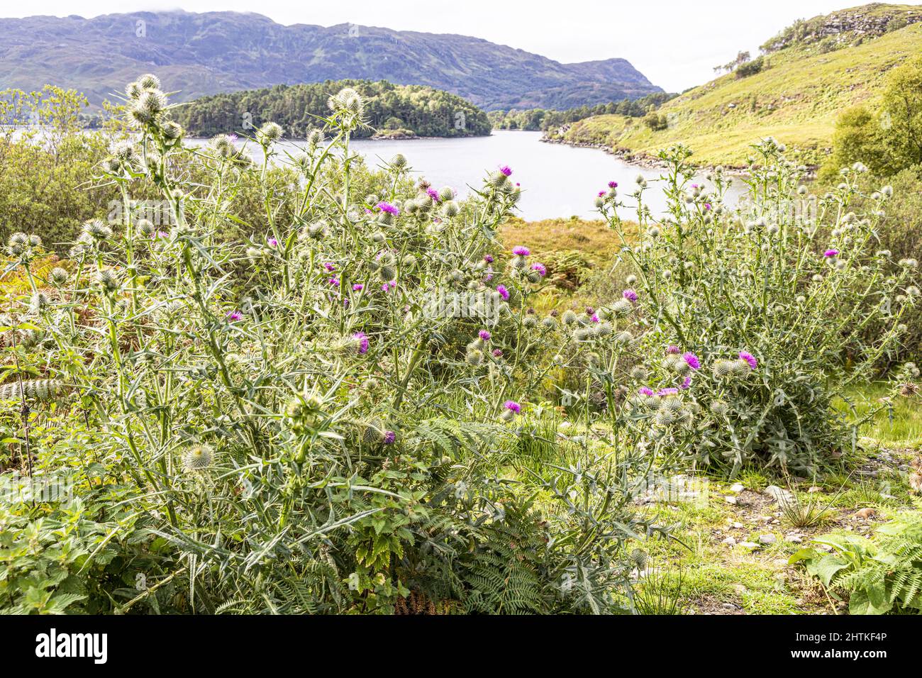 Disteln wachsen am Ufer des Loch Morar, Highland, Schottland, Großbritannien Stockfoto