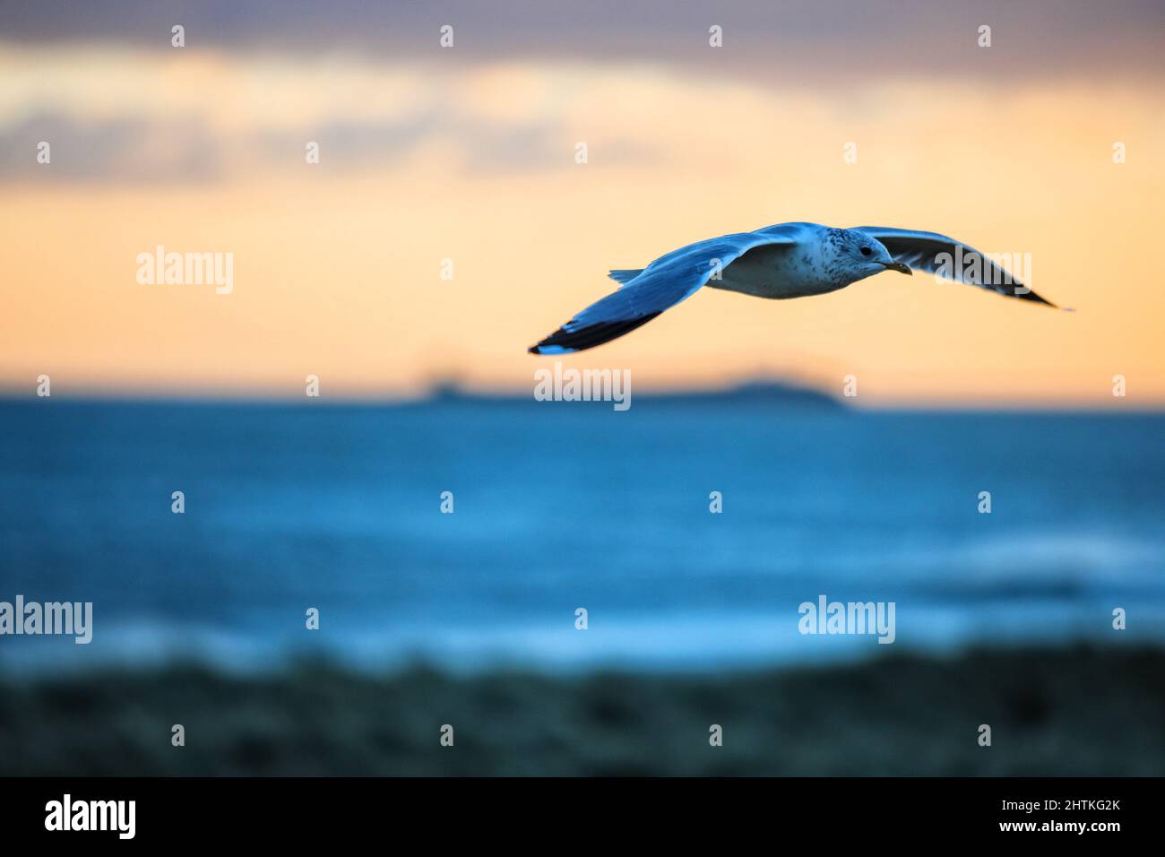Bamburgh Seagulls Stockfoto