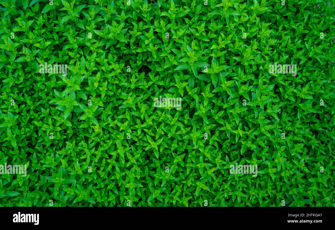Nahaufnahme der Pfefferminze (Mentha spicata) - grüne Minze, Gartenminze Stockfoto