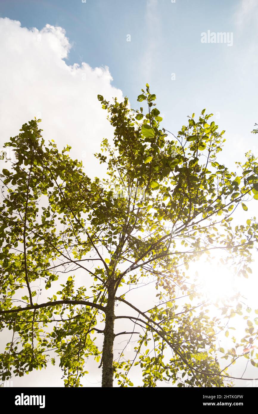 Blick von unten auf einen blühenden Baum im Sommer, Detail von Ästen und Blättern, Hintergrund des Himmels und Wolken, Wachstum der Natur, Tapete Stockfoto