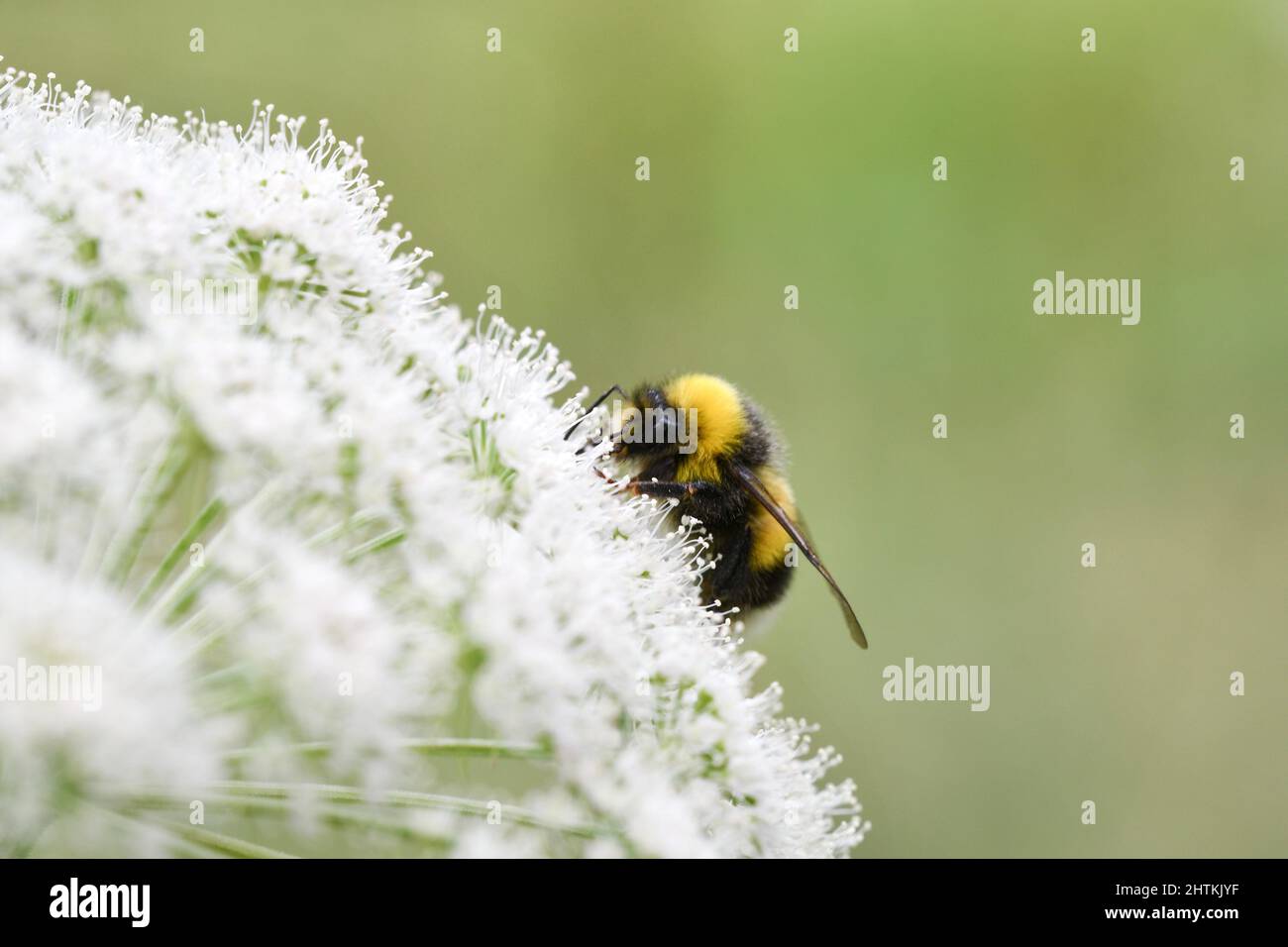 Nahaufnahme oder Makro einer Hummel auf Blume Stockfoto