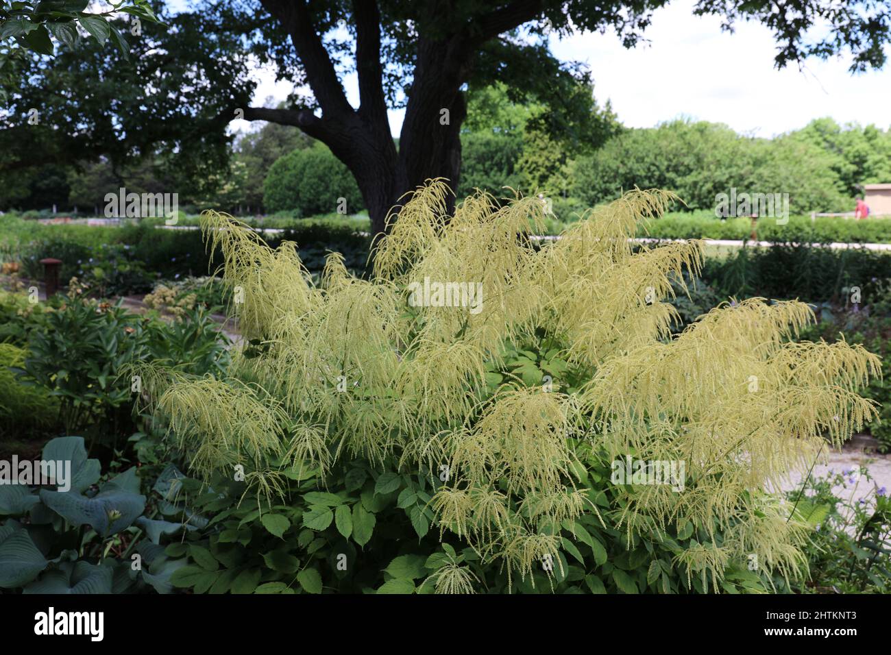 Blühende Ziegenbärte in einem botanischen Garten in Hales Corners, Wisconsin, USA Stockfoto