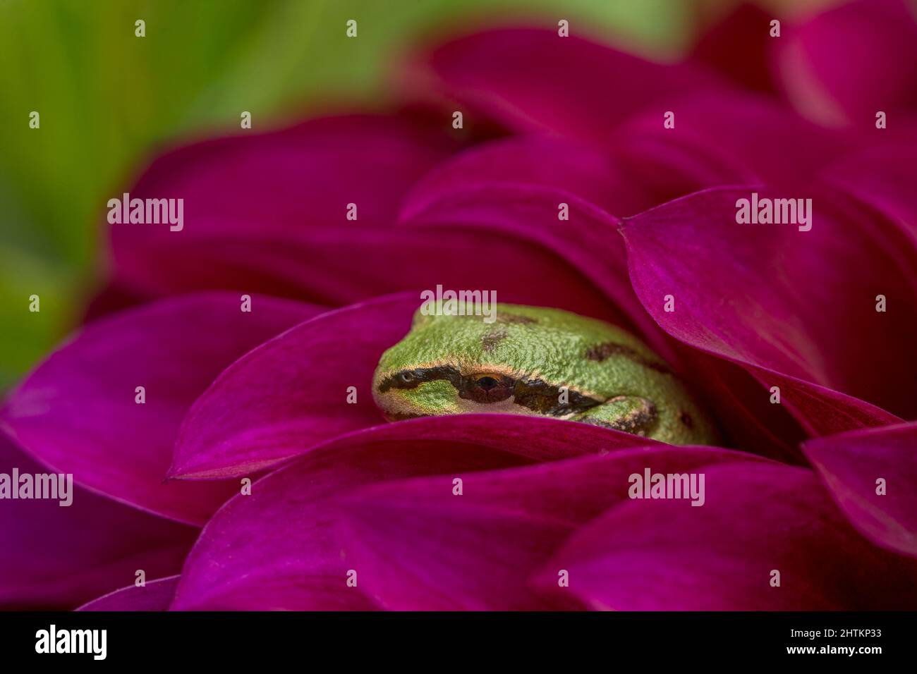Im Sommer ragt ein winziger grüner pazifischer Baumfrosch zwischen den Blütenblättern einer wunderschönen magentafarbenen Dahlie hervor Stockfoto