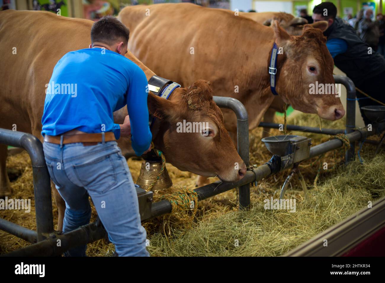 Blick auf eine villard de lans Kuh auf der Landwirtschaftsmesse in Paris Stockfoto