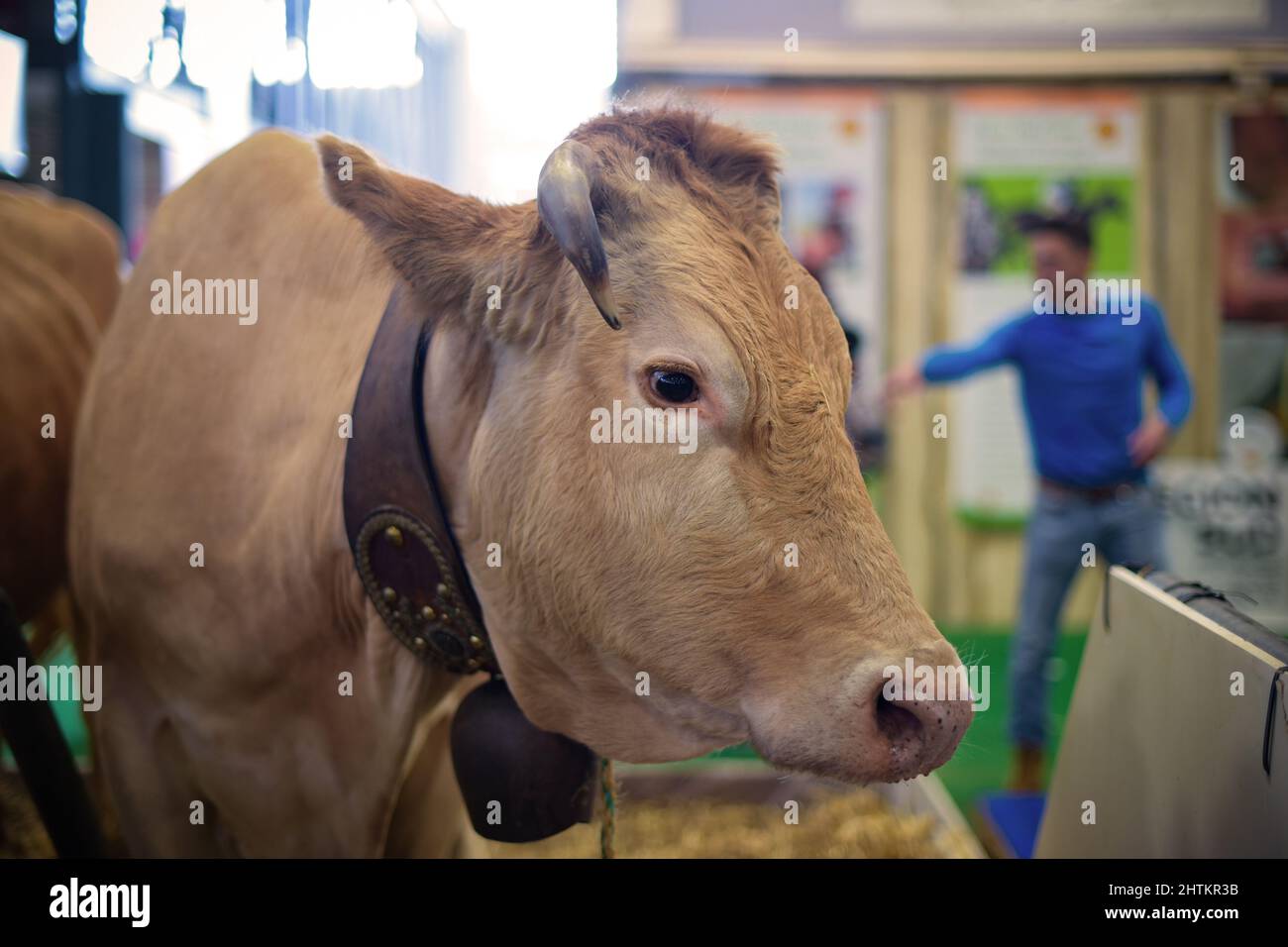 Blick auf eine villard de lans Kuh auf der Landwirtschaftsmesse in Paris Stockfoto