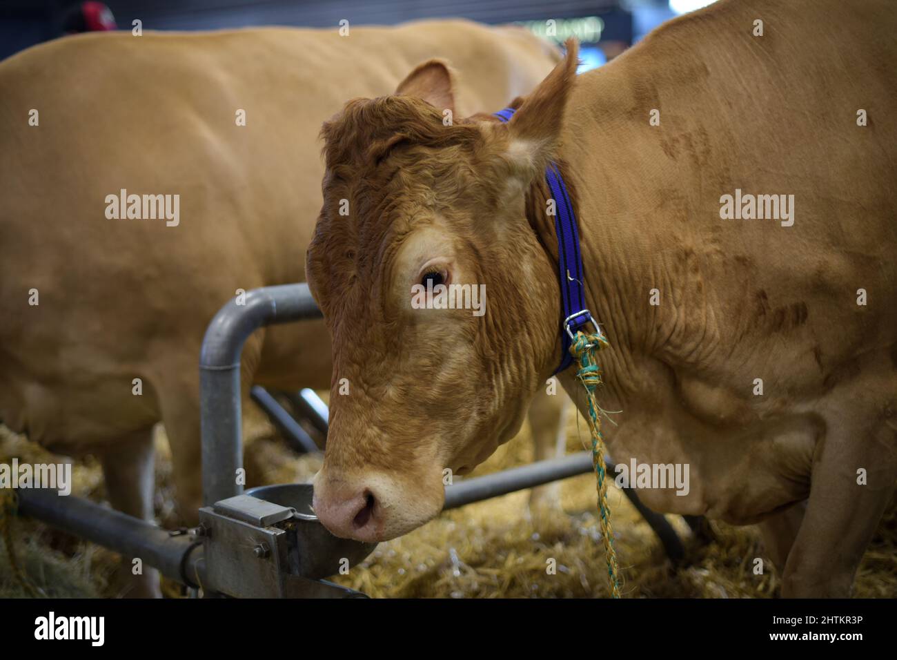 Blick auf eine villard de lans Kuh auf der Landwirtschaftsmesse in Paris Stockfoto