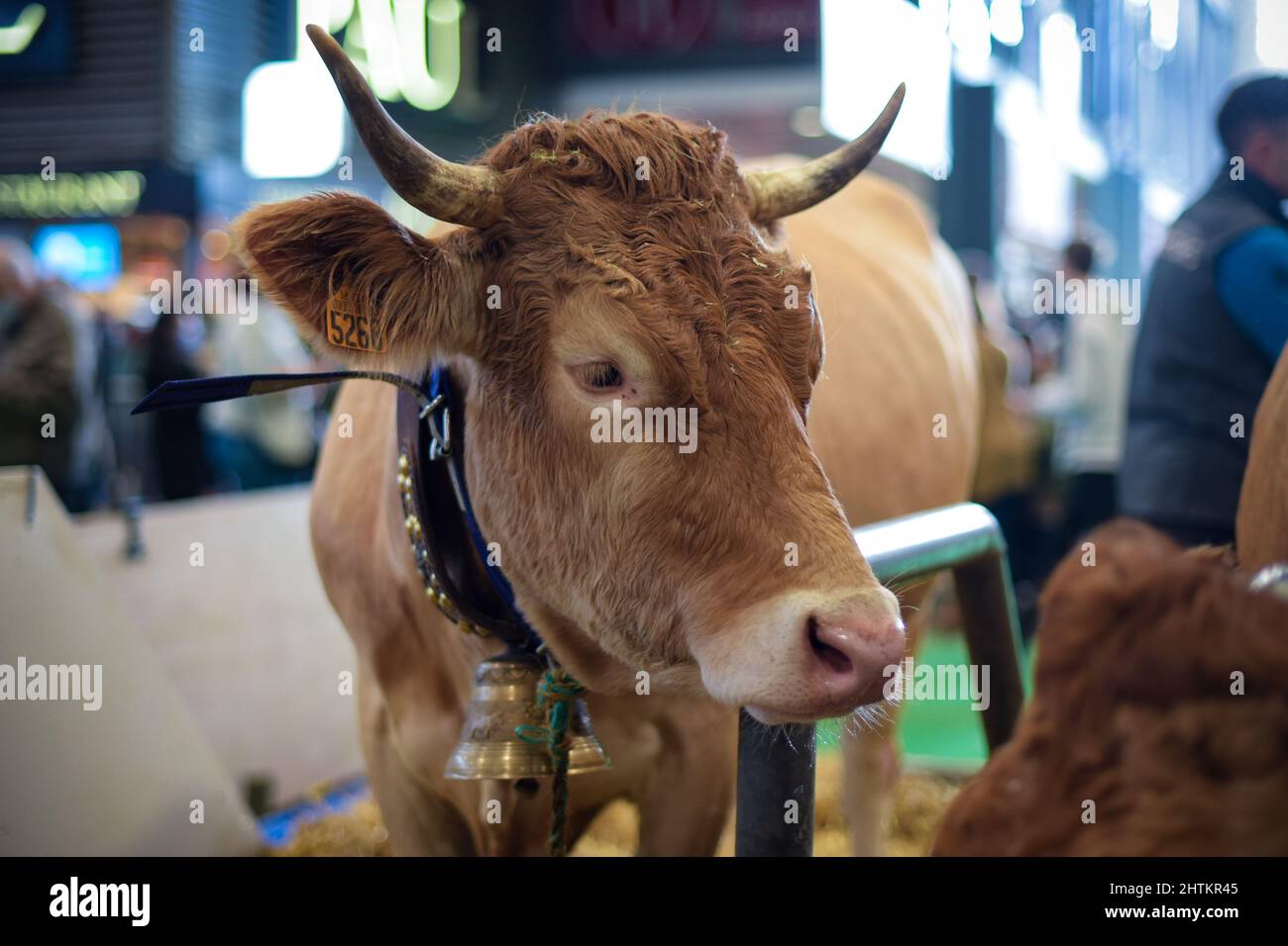 Blick auf eine villard de lans Kuh auf der Landwirtschaftsmesse in Paris Stockfoto