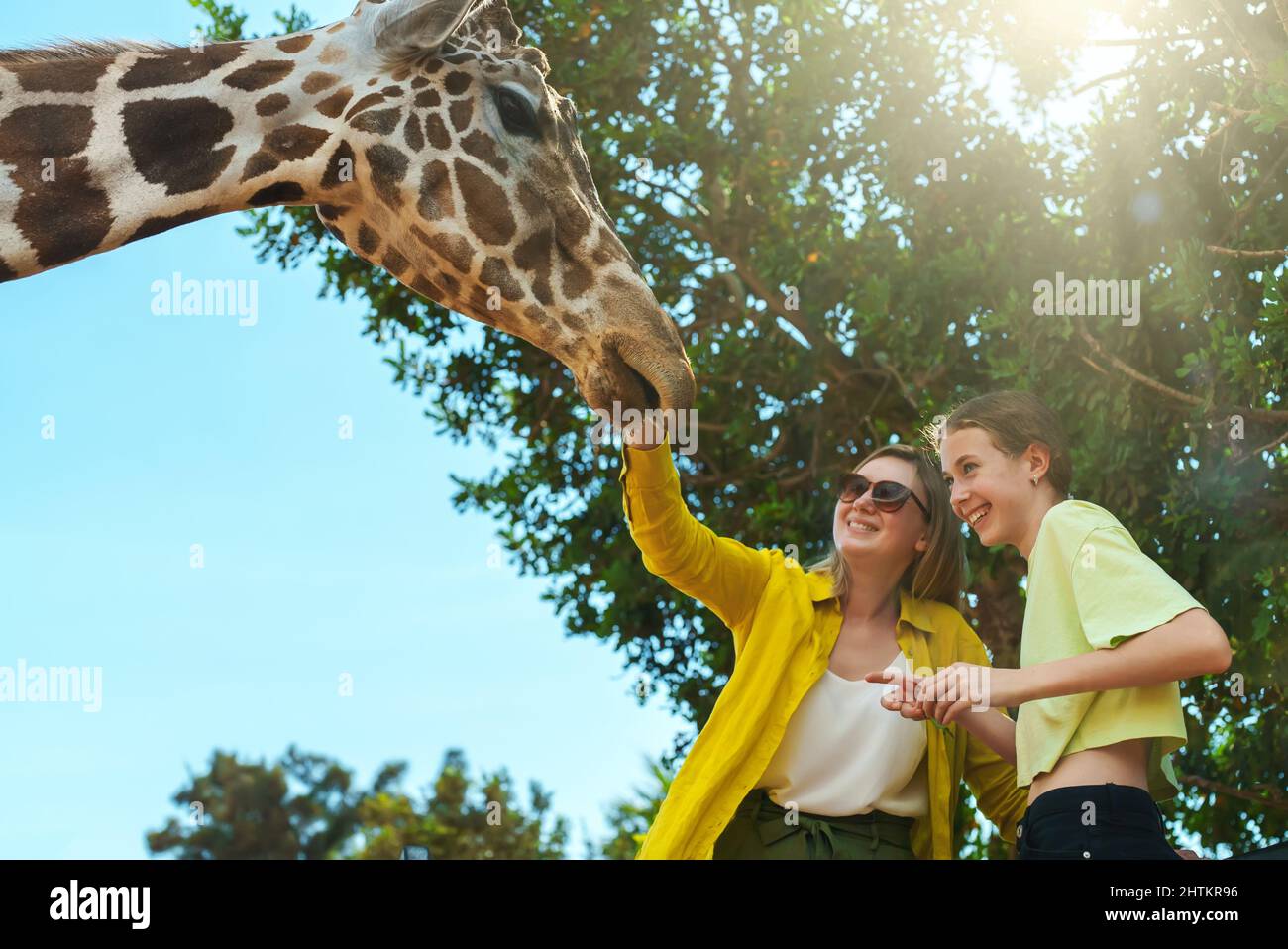 Frau und ihre Tochter füttern Giraffe im Zoo. Stockfoto