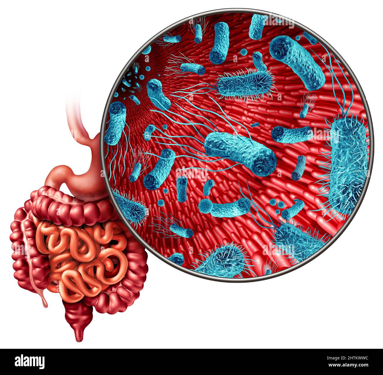 Mikrobiom im Darm als Bakterienflora im Darm als Verdauungssymbol im Darmtrakt mit 3D Illustrationselementen. Stockfoto