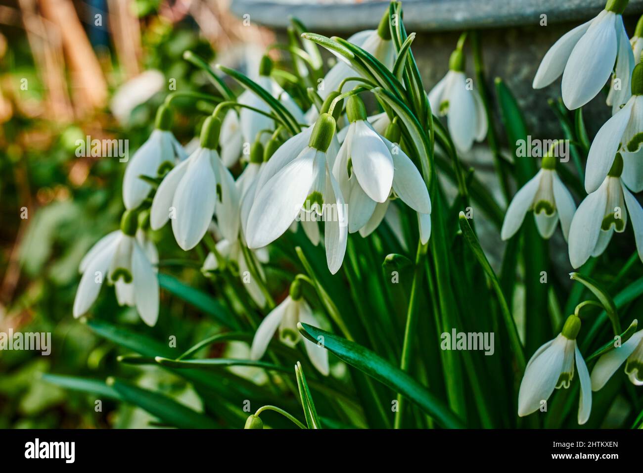 Früh blühende Schneeglöckchen (Galanthus Amaryllidaceae) in einem Garten. Stockfoto