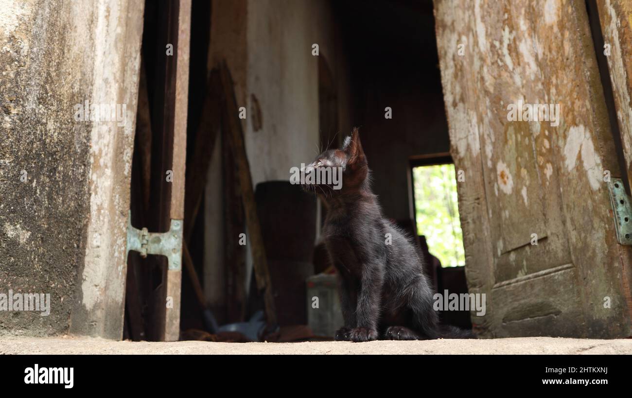 Unten ein vollständiges schwarzes Kätzchen, das neugierig etwas ansah, während es in der Nähe einer alten Haustüre saß Stockfoto