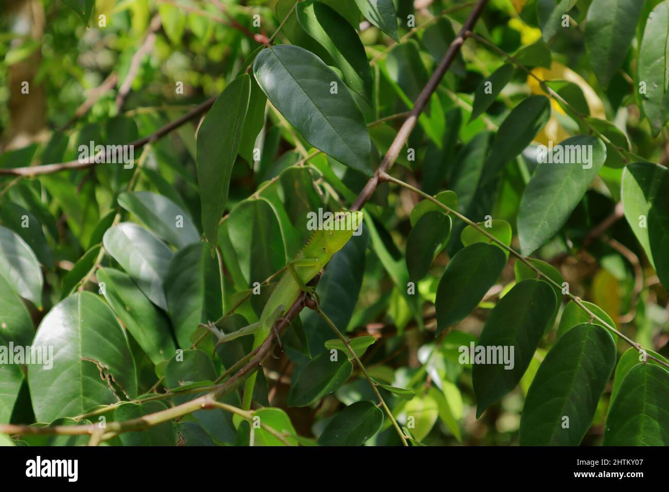 Eine grüne Baby orientalische Garten Eidechse starrt auf einem Stern Obst Zweig Stockfoto