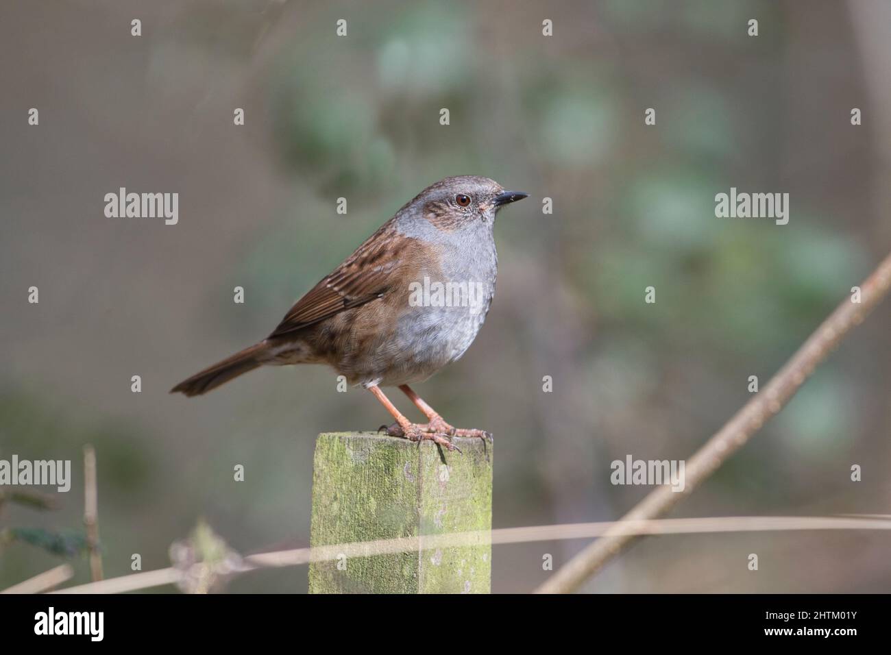 Dunnock (Prunella modularis) auf einem alten Pfosten Stockfoto