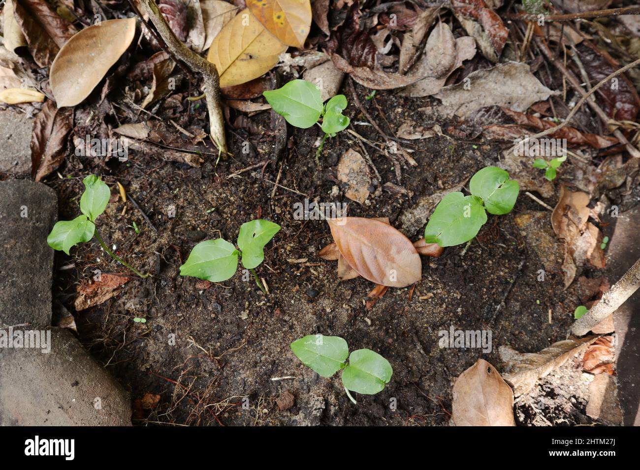 Draufsicht auf gekeimte Schlangenbohnenpflanzen, die auf dem Boden wachsen Stockfoto